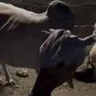 بقره
