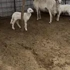 المدينه الحناكيه