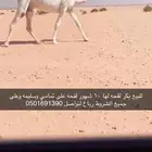 لقحه وضحا بكر