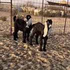 جفره وتيس صنف طيبات للبيع