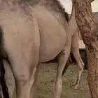 حشوان مناسبات ومبادي