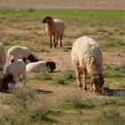 دعم المواشي