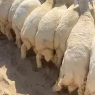 حريات كفو ثلاجه اومناسبات ونعيم فاخر جبر ناهي ووسط وهرافي