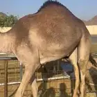 قعدان للبيع