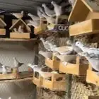 حمام ياكريم 50جوز