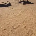 عشرا ثنيه بكر مكسب لها 9 شهور معها قعود كفو