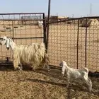 عنز عارضيه برصا متوم