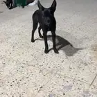 كلب فرنش مهجن للتبني برسوم