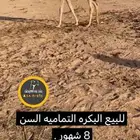 للبيع الحواره
