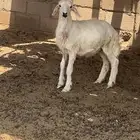 طلي حري صحته شرط ظهره طيب طرفه طيب للعمر 4 شهور وزود