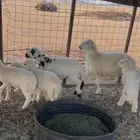 للبيع بهم حري