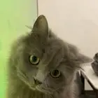 قطوه للبيع