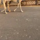 للبيع الضرايب