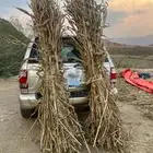 قصب بلدي حب بيضاء