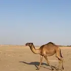 بكره طيبه للبيع