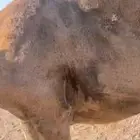 ماخض تنتج منوه القاني