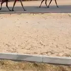 عشرا بكر تحتها بكره