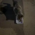 بسه لتبني