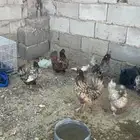 دجاج كويتي للبيع