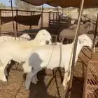 طليان صنف