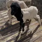 دوغير رخل وخروف