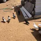 دجاج حمام فرنسي سلفر