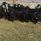 معزا عوارض صنف