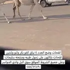 نياق لقحات وضح العدد 4