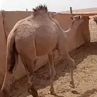 حاشي مفرود