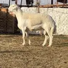 فحل حري مشروط