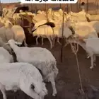 للبيع ضان ومعزا مراح واحد العددالضان حول 80 المعزا حول 70
