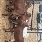 تيوس وعنقان دهم