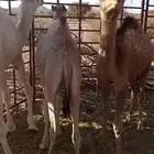 للبيع حشوان