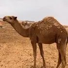 قعود اشعل