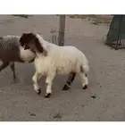 مشروع فحل نعيم صنف