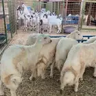 طليان حريه