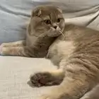 تزواج سكوتش فولد