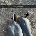 قهابا للبيع العدد 2