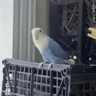 انثى روز منتجه