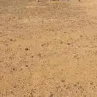 لقحه حبشا
