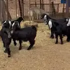 جذعات جفار