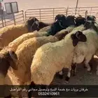 ذبايح عرعر مع خدمة الذبح وتوصيل مجاني