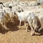غنم