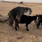 تيس فحل