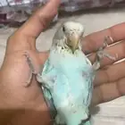 فرخ روز