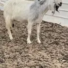 عنز مشروكه مطوره