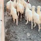 رخال رفيدية محايل عسير