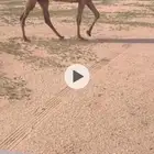 صفرا ضريبه كفوو مبيوع ولدها وعلى جميع الشروط