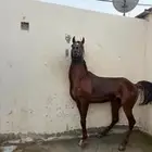 حصان واهو
