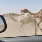 عشرا تحتها بكره تم البيع
